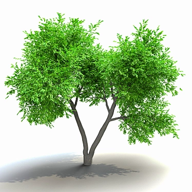 Elegant American Elm Tree 3D model image 1 