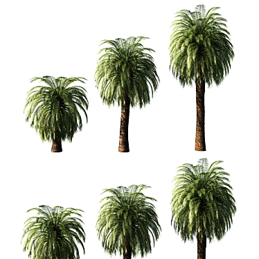 Macrozamia Moorei Palm Tree: Lifelike Foliage for Exquisite Landscapes 3D model image 1 