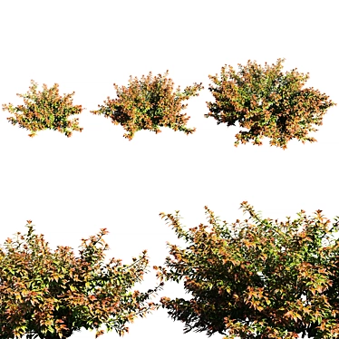 Vibrant Crimson Abelia Bush 3D model image 1 