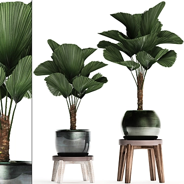 Exotic Licuala Palm Collection 3D model image 1 