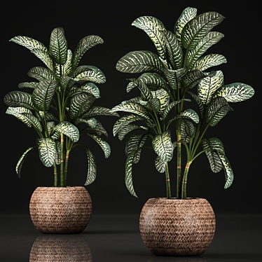 Plant Collection 455. Dieffenbachia