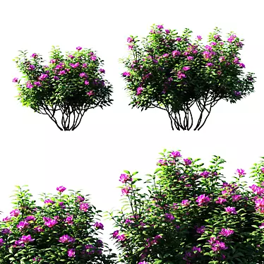 Pink Rhododendron Ponticum: Stunning Floral Beauty 3D model image 1 