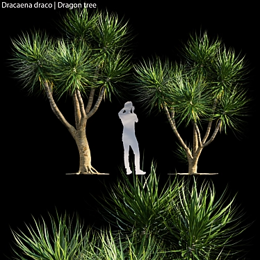 Exquisite Dragon Tree Model | 3D | High-Quality 3D model image 1 