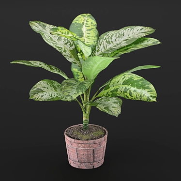 Exquisite Dieffenbachia Sublime: Lush Indoor & Outdoor Decor 3D model image 1 