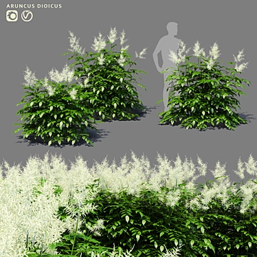 Aruncus Dioicus Flowers - Stunning and Lifelike 3D model image 1 