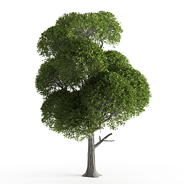 Natural Ash Tree Beads 3D model image 1 