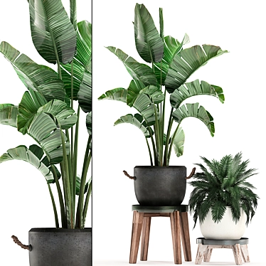 Exotic Houseplant Collection 3D model image 1 