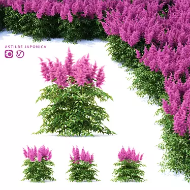 Japanese Astilbe Collection | Astilba Japonica 3D model image 1 