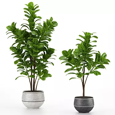 Twin Lyrata Ficus 3D model image 1 
