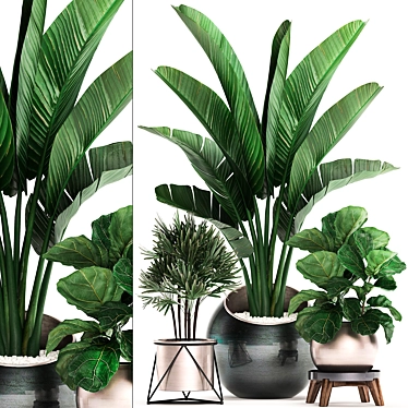 Exotic Indoor Plant Collection 3D model image 1 