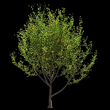 Tree 5-in-1 - 313K polys, 426K verts. Versatile and High-Quality Tree Model 3D model image 1 