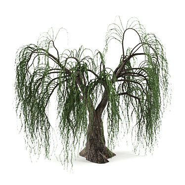 Realistic Willow Tree Sculpture 3D model image 1 