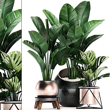 Exotic Houseplants Collection 3D model image 1 