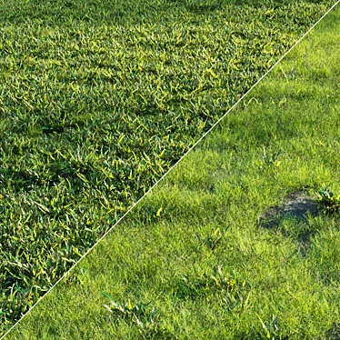 Lush Green Grass Set 3D model image 1 