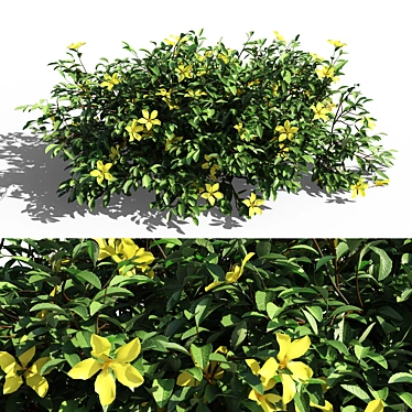 Evergreen Hibbertia Scandens Climbing Bush 3D model image 1 