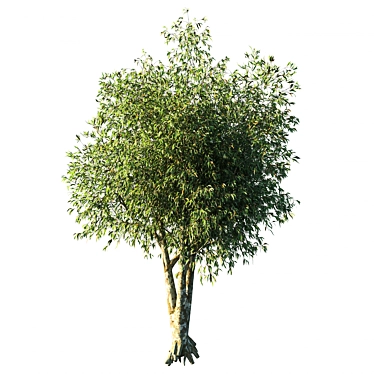 Elegant Eucalyptus Tree Sculpture 3D model image 1 