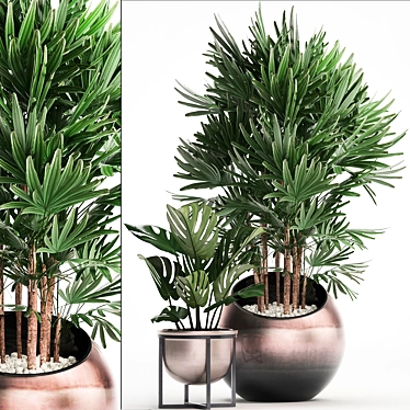 Exotic Houseplant Collection 3D model image 1 