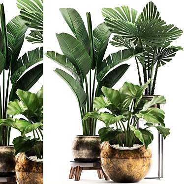 Exotic Houseplant Collection 3D model image 1 