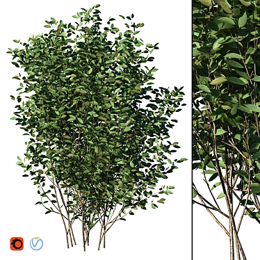 Luscious Cherry Bush Replica 3D model image 1 