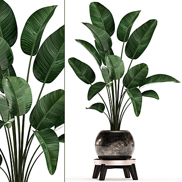 Exotic Houseplant Collection: Banana Palm, Ravenala & Strelitzia 3D model image 1 