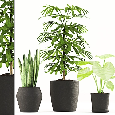 Tropical Plant Trio: Rhapis Palm, Alocasia & Sansevieria Zeylanica 3D model image 1 