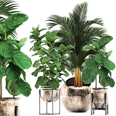 Tropical Plant Collection: Ficus Lyrata, Howea Forsteriana, Kentia, Luxury Indoor Palms 3D model image 1 