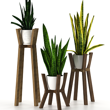 Modern Sansevieria Plant: 3D Model for 3Ds Max 3D model image 1 