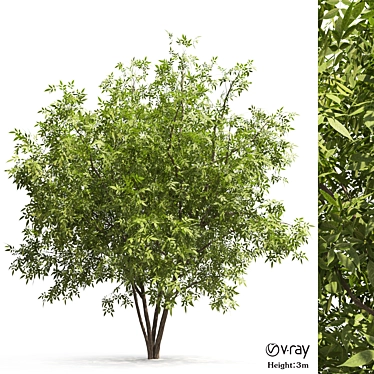 Elegant Ash Tree - Natural Beauty 3D model image 1 