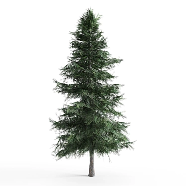 Alaska Cedar - Beautiful Evergreen Tree 3D model image 1 