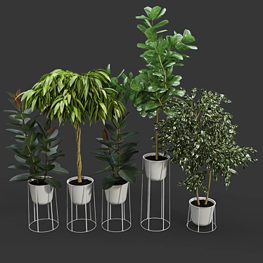 Contemporary Ficus Set with White Wire Base 3D model image 1 