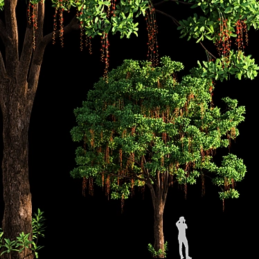 Barringtonia Acutangula Tropical 3D Tree 3D model image 1 
