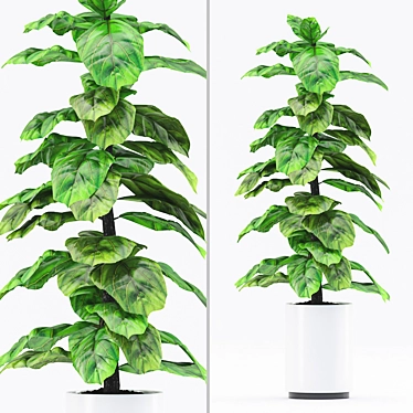 Fiddle Leaf Fig with Black Pot 3D model image 1 