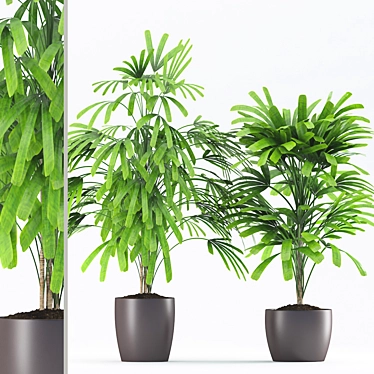 Beautiful Rhapis Palm with Ceramic Pot 3D model image 1 