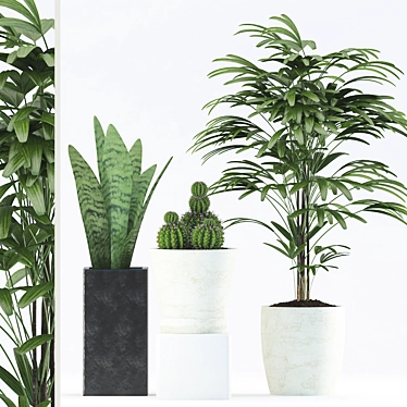 188 Plants: Sansevieria, Cactus, Rhapis Palm 3D model image 1 