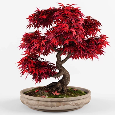 Miniature Japanese Maple Bonsai Tree 3D model image 1 