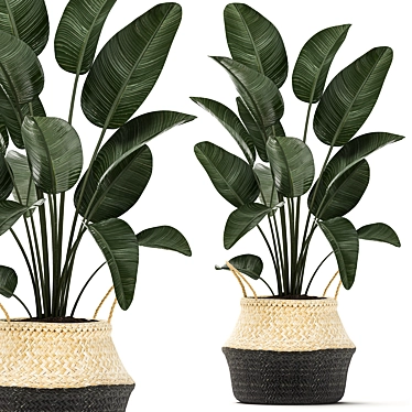 Exotic Indoor Plant Collection 3D model image 1 