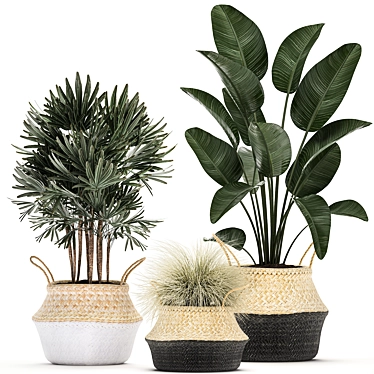 Exotic Indoor Plant Collection in Rattan Basket 3D model image 1 