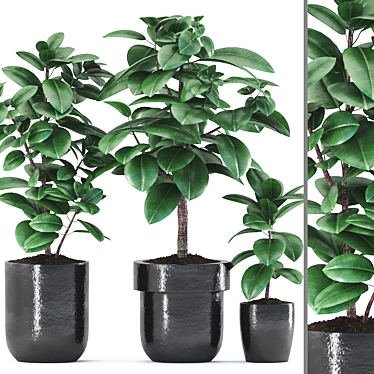 Rubber Plants in Black Pot 3D model image 1 