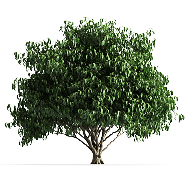 Lush Green Plant 58C 3D model image 1 