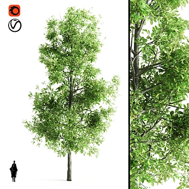 Premium Sorrel Tree: High Quality & Tall 3D model image 1 