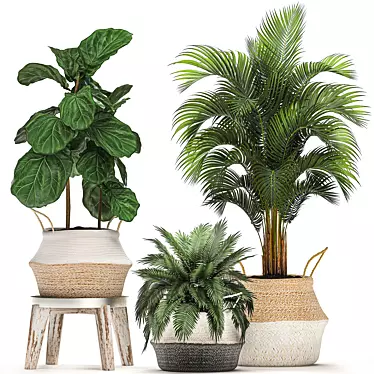 Tropical Plant Collection: Ficus, Howea, Kentia & More 3D model image 1 