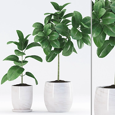 Rubber Plants with Ceramic Pot | 3D Max & fbx Files 3D model image 1 
