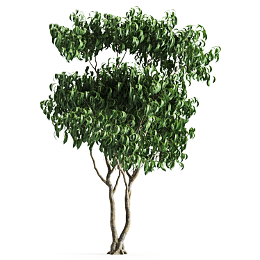 Versatile Leafy Green: Plant 58H 3D model image 1 