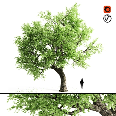 Spring Breeze Amur Cork Tree 3D model image 1 