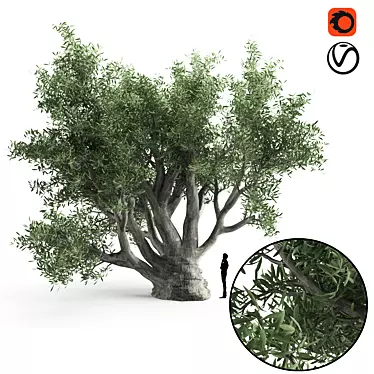 820 CM Olive Tree 3D model image 1 