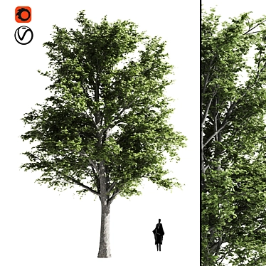 Premium Linden Tree 3D model image 1 