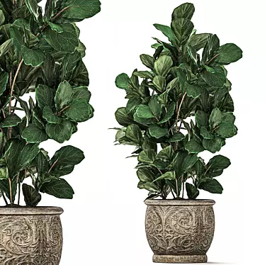 Exotic Plant Collection: Tropical Ficus Lyrata in Classic Vases 3D model image 1 