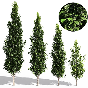 Carpinus Fastigiata: Tall, Compact, and Elegant 3D model image 1 