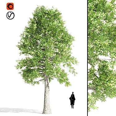 Tupelo Tree: Majestic Fall Colors 3D model image 1 