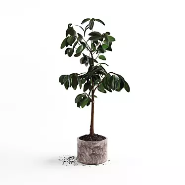 4ft Ficus Plant: 3D Model 3D model image 1 